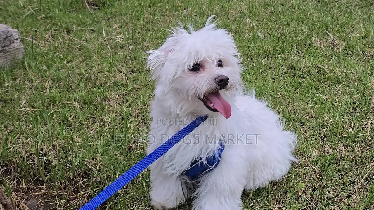 6-12 months Male Purebred Maltese