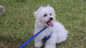 6-12 months Male Purebred Maltese