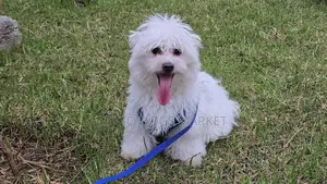 6-12 months Male Purebred Maltese