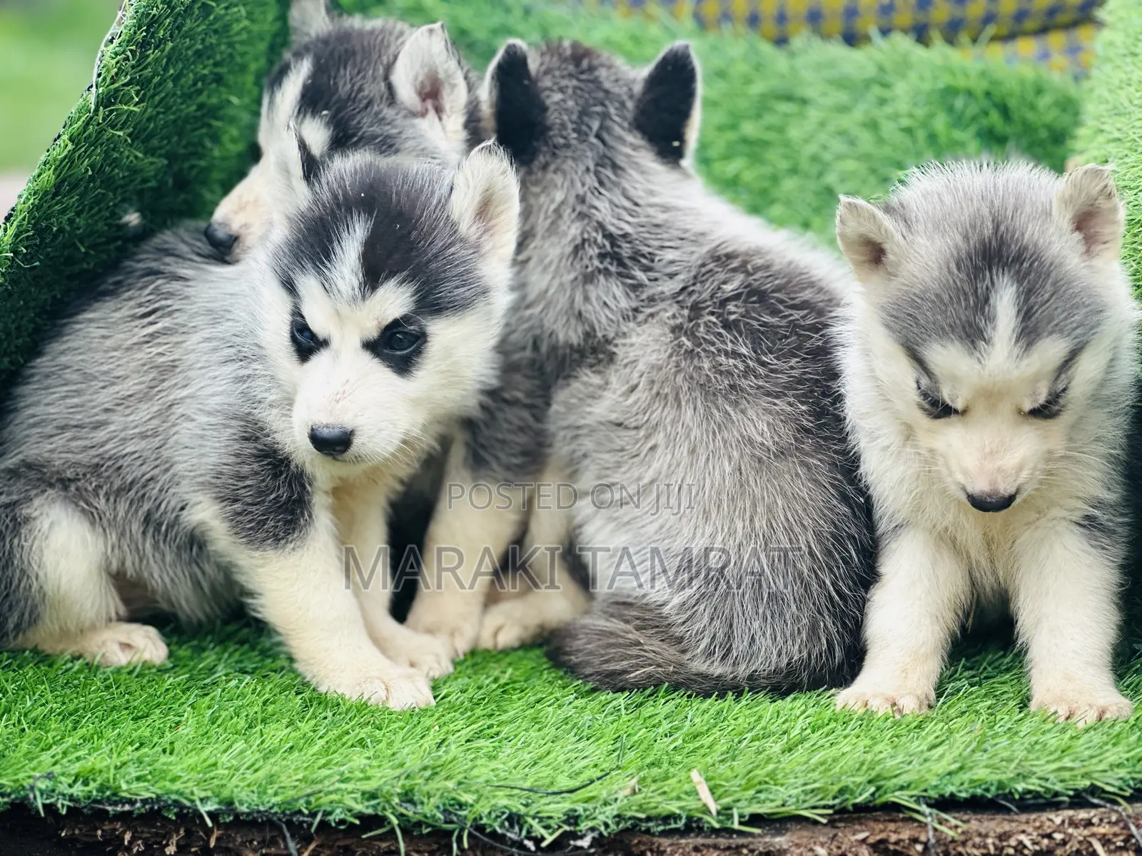 1-3 months Male Purebred Siberian Husky