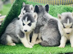 Photo - 1-3 months Male Purebred Siberian Husky