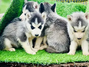 Photo - 1-3 months Female Purebred Siberian Husky