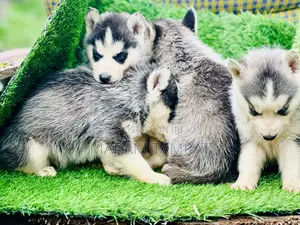 Photo - 1-3 months Male Purebred Siberian Husky