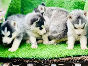 Photo - 1-3 months Male Purebred Siberian Husky