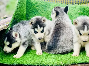 Photo - 1-3 months Male Purebred Siberian Husky