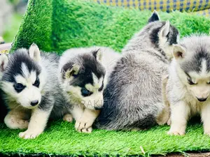 Photo - 1-3 months Male Purebred Siberian Husky