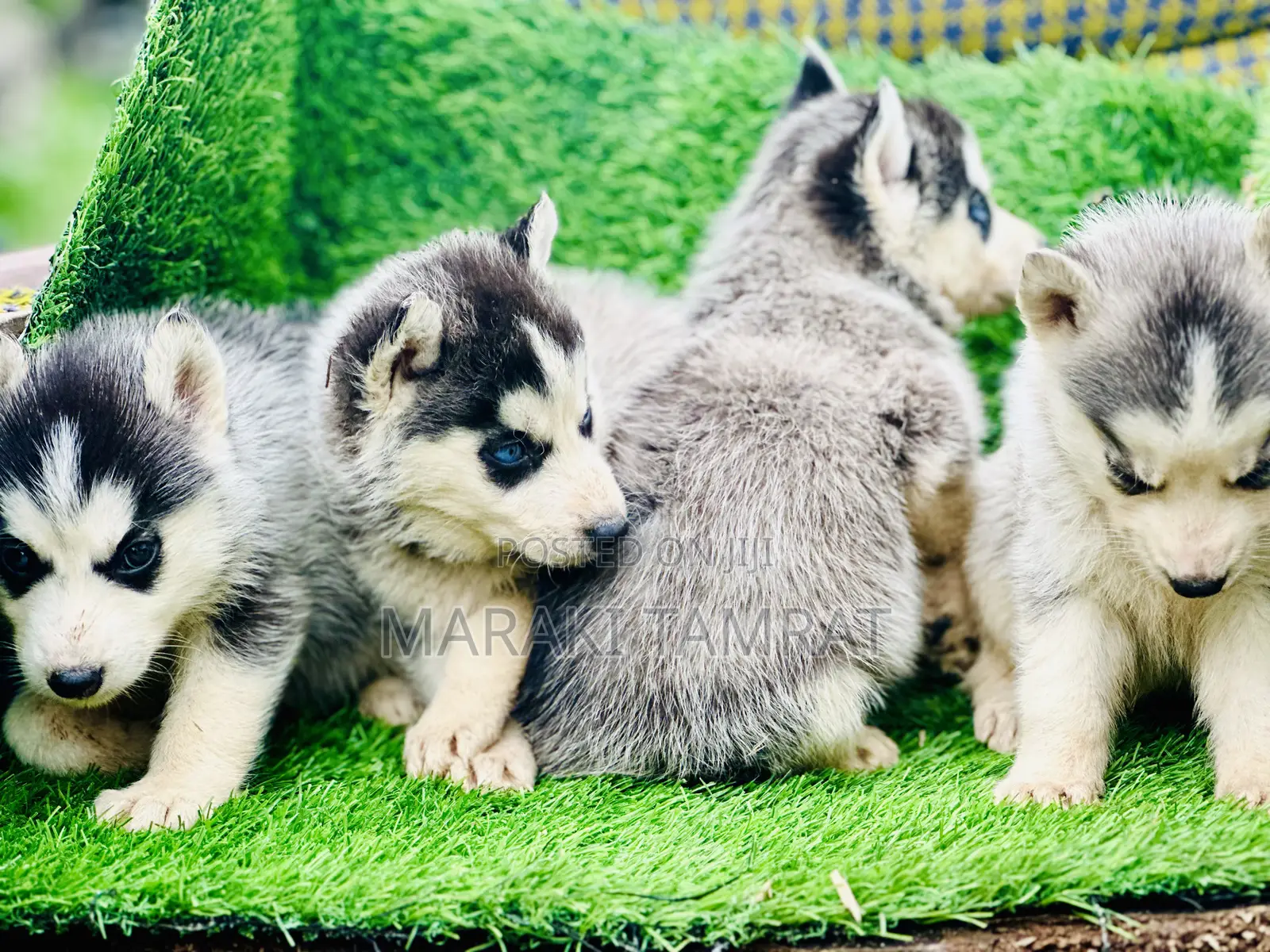 1-3 months Male Purebred Siberian Husky
