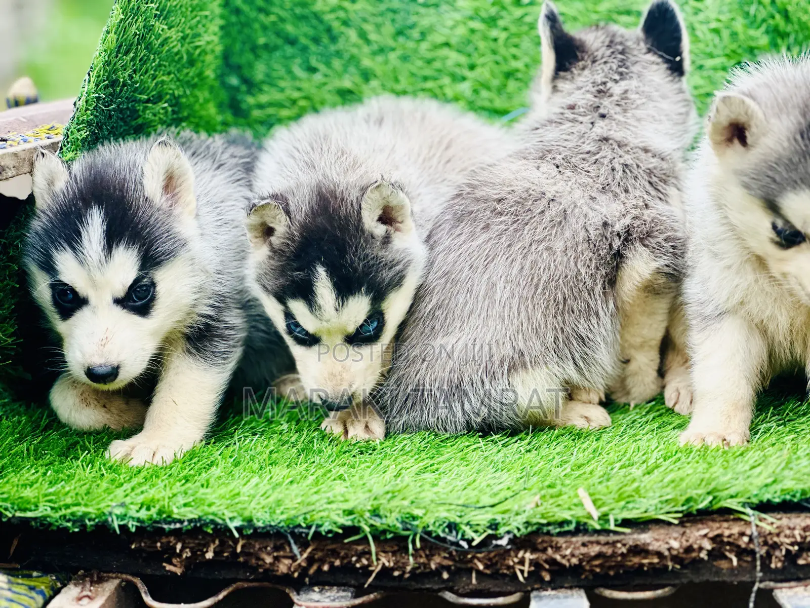 1-3 months Male Purebred Siberian Husky