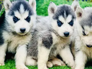 Photo - 1-3 months Male Purebred Siberian Husky