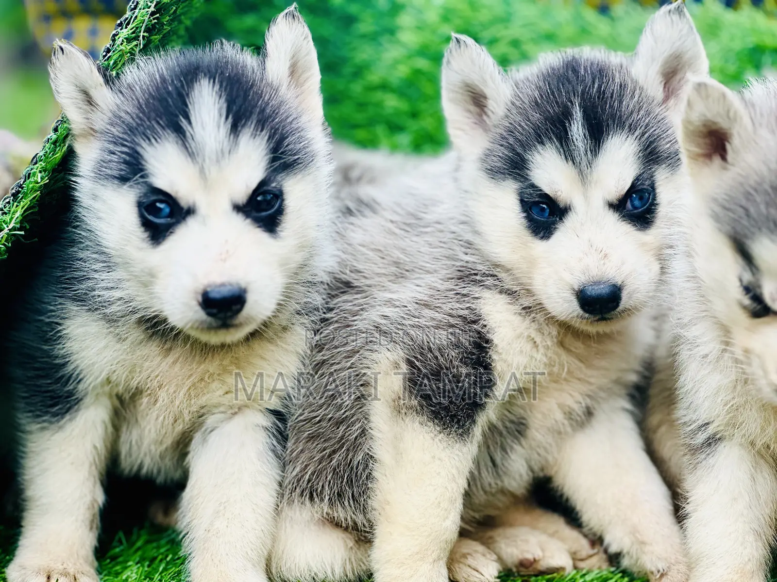 1-3 months Male Purebred Siberian Husky