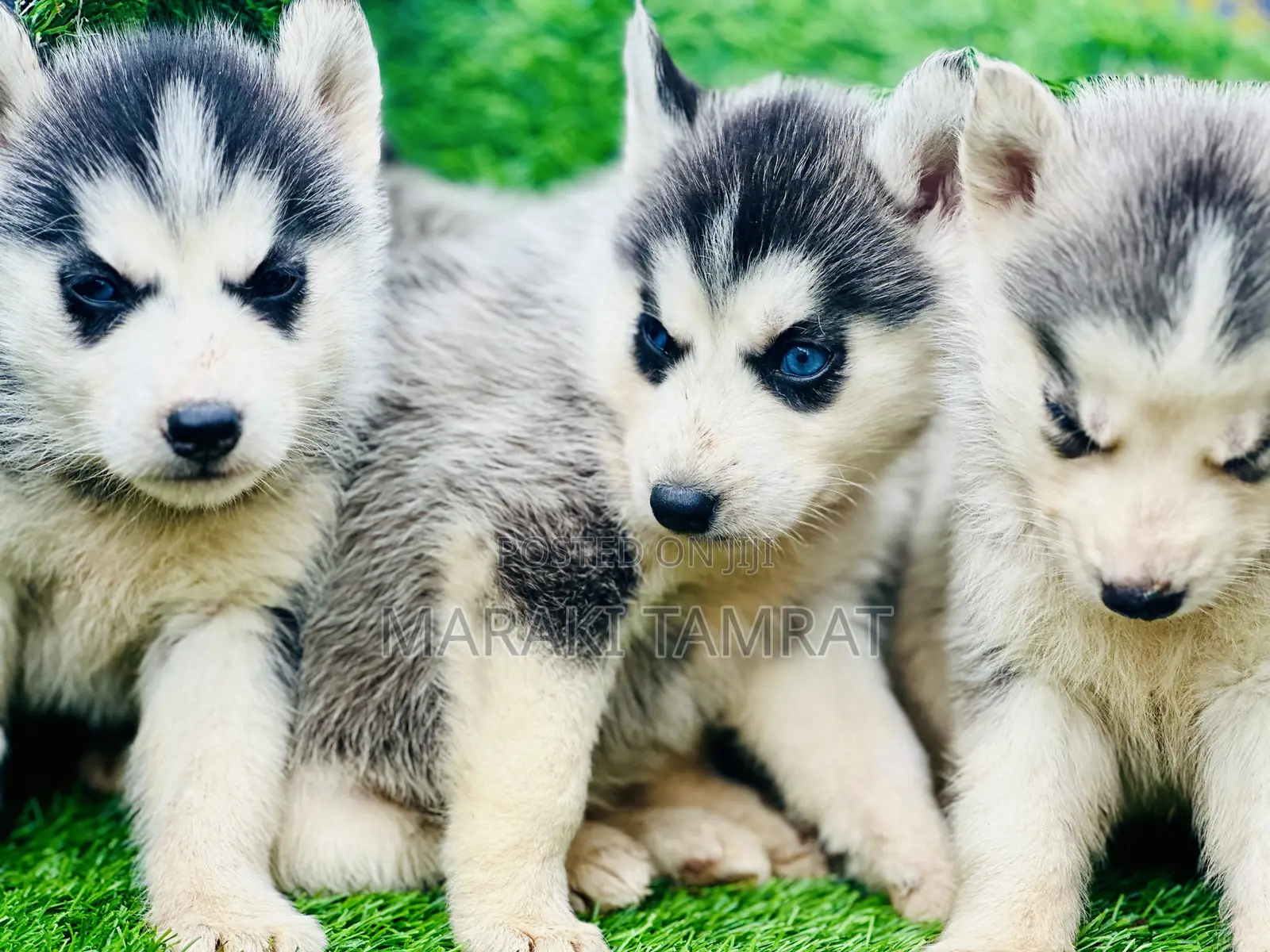 1-3 months Male Purebred Siberian Husky