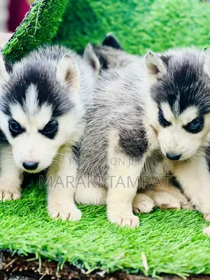 1-3 months Male Purebred Siberian Husky