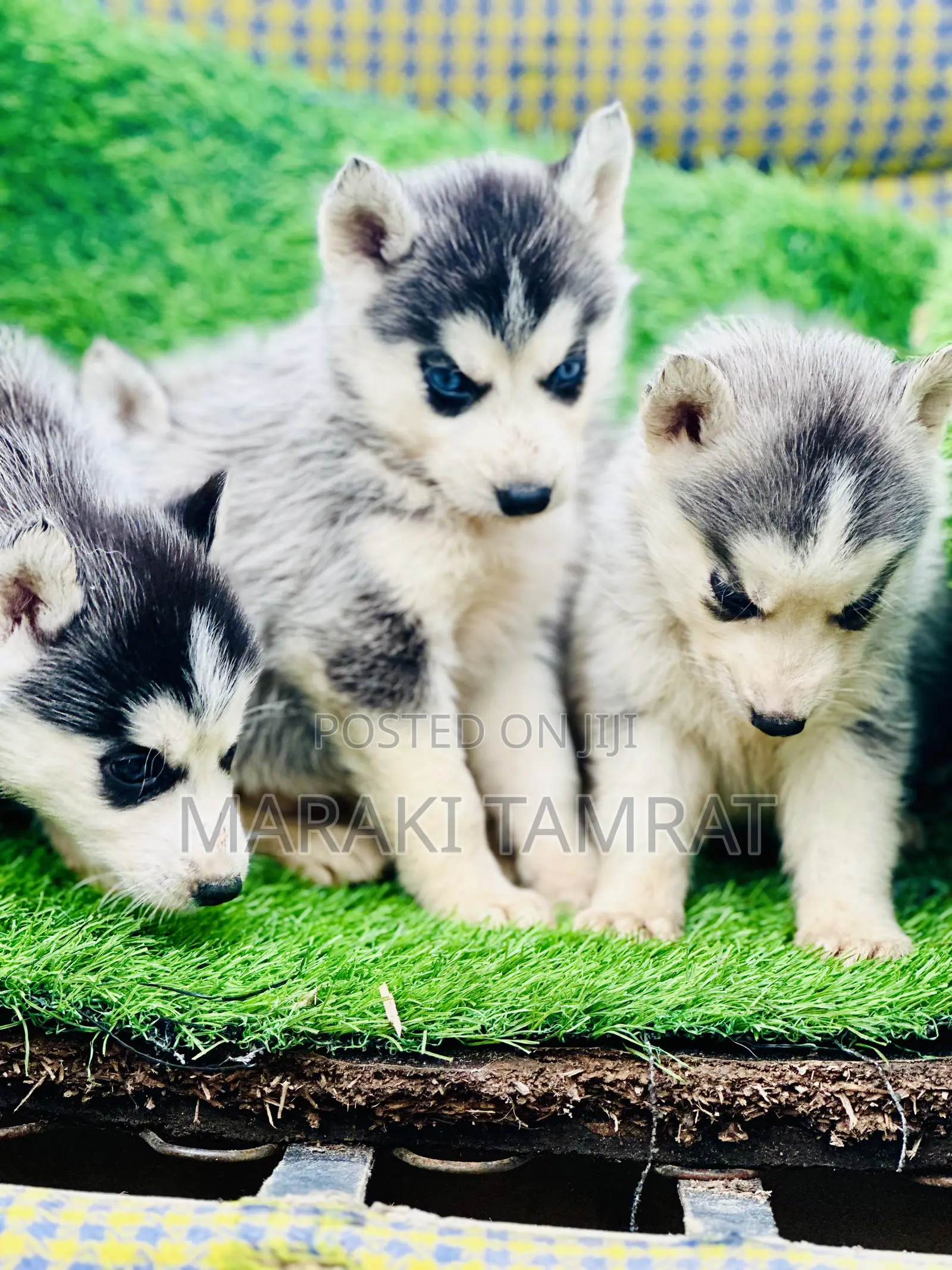 1-3 months Male Purebred Siberian Husky