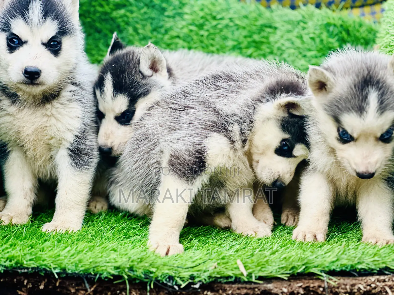 1-3 months Male Purebred Siberian Husky