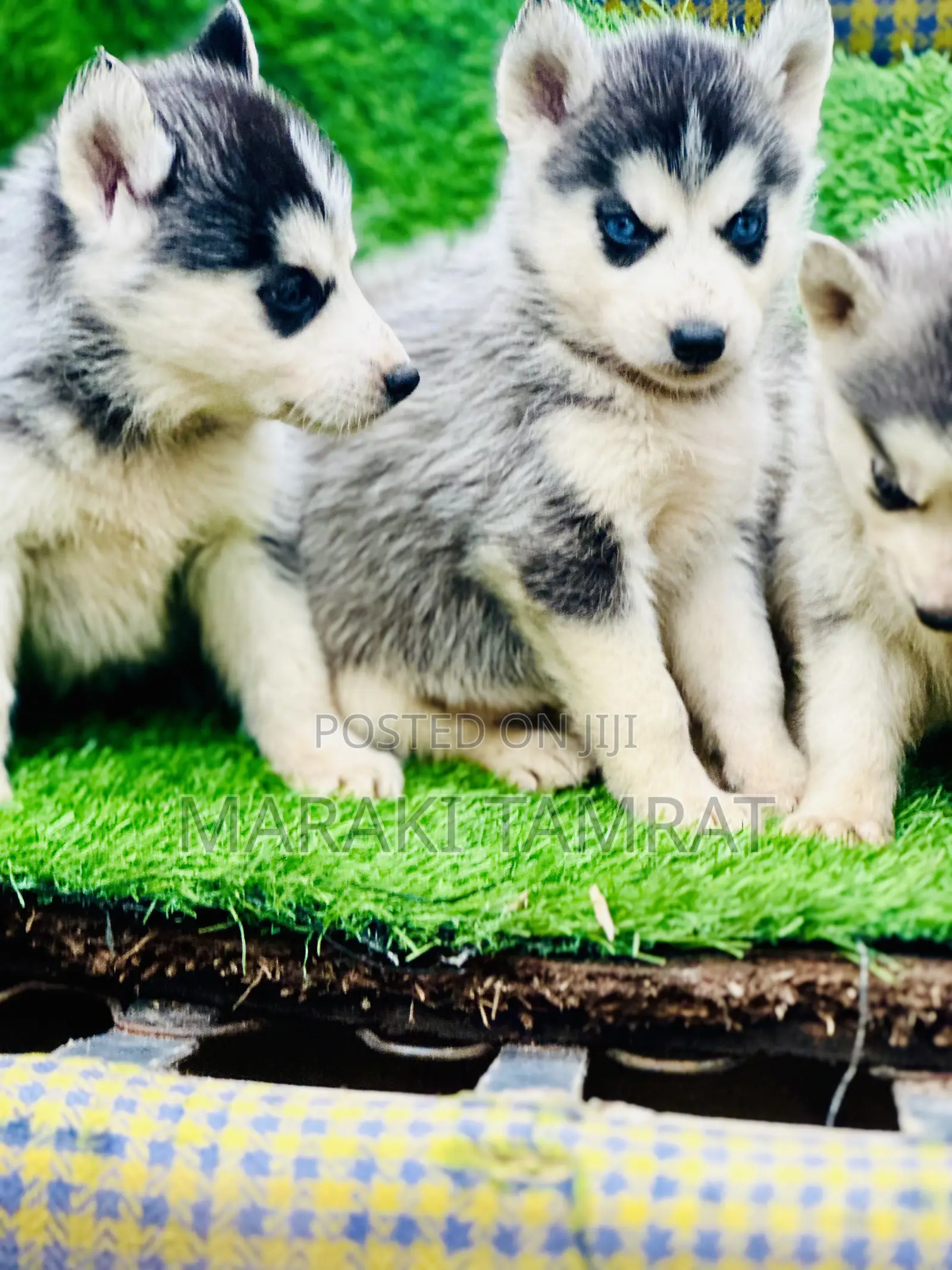 1-3 months Male Purebred Siberian Husky