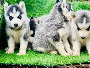 1-3 months Male Purebred Siberian Husky