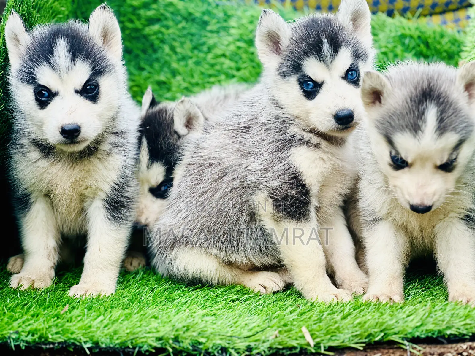 1-3 months Male Purebred Siberian Husky