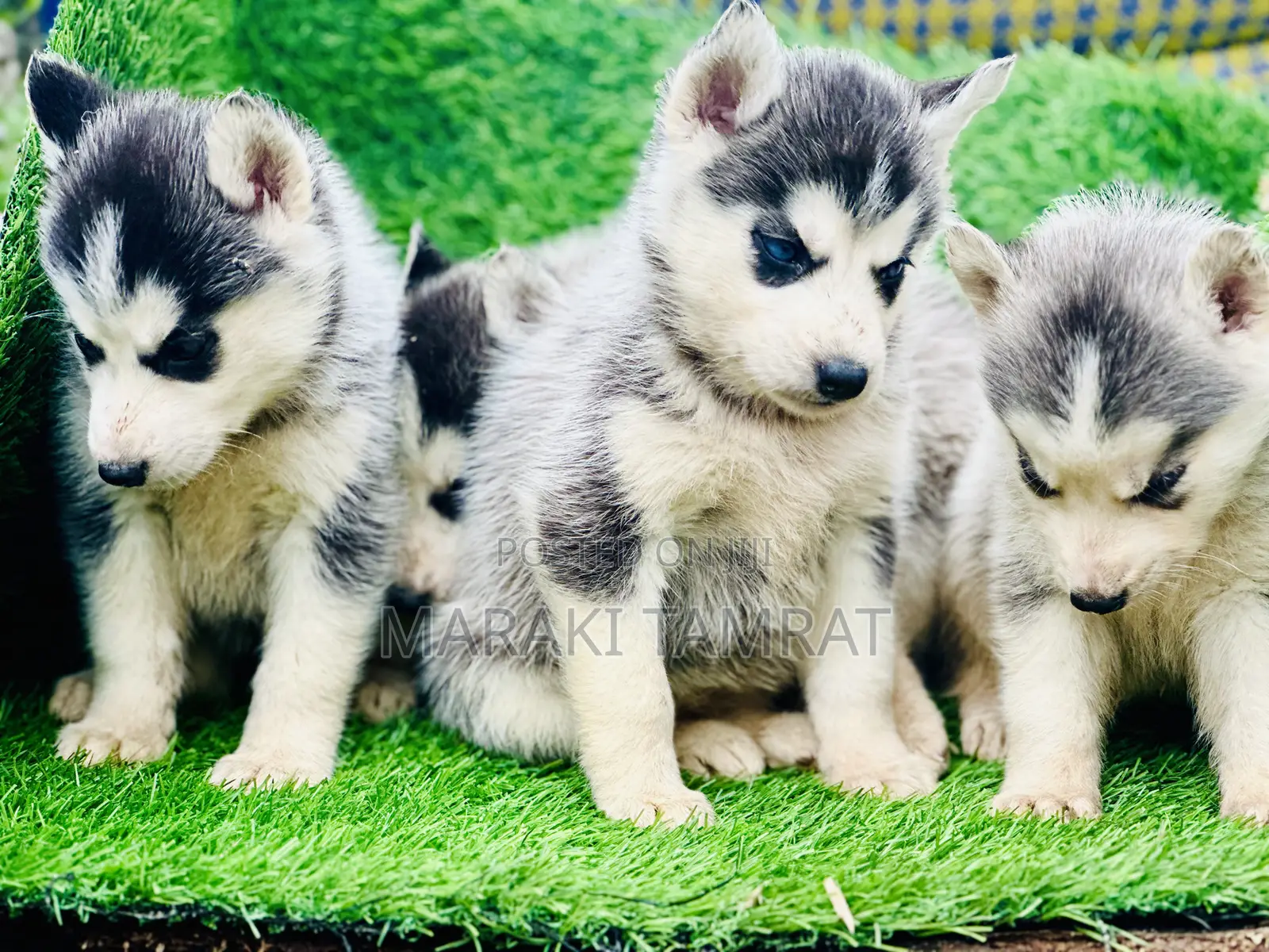 1-3 months Male Purebred Siberian Husky