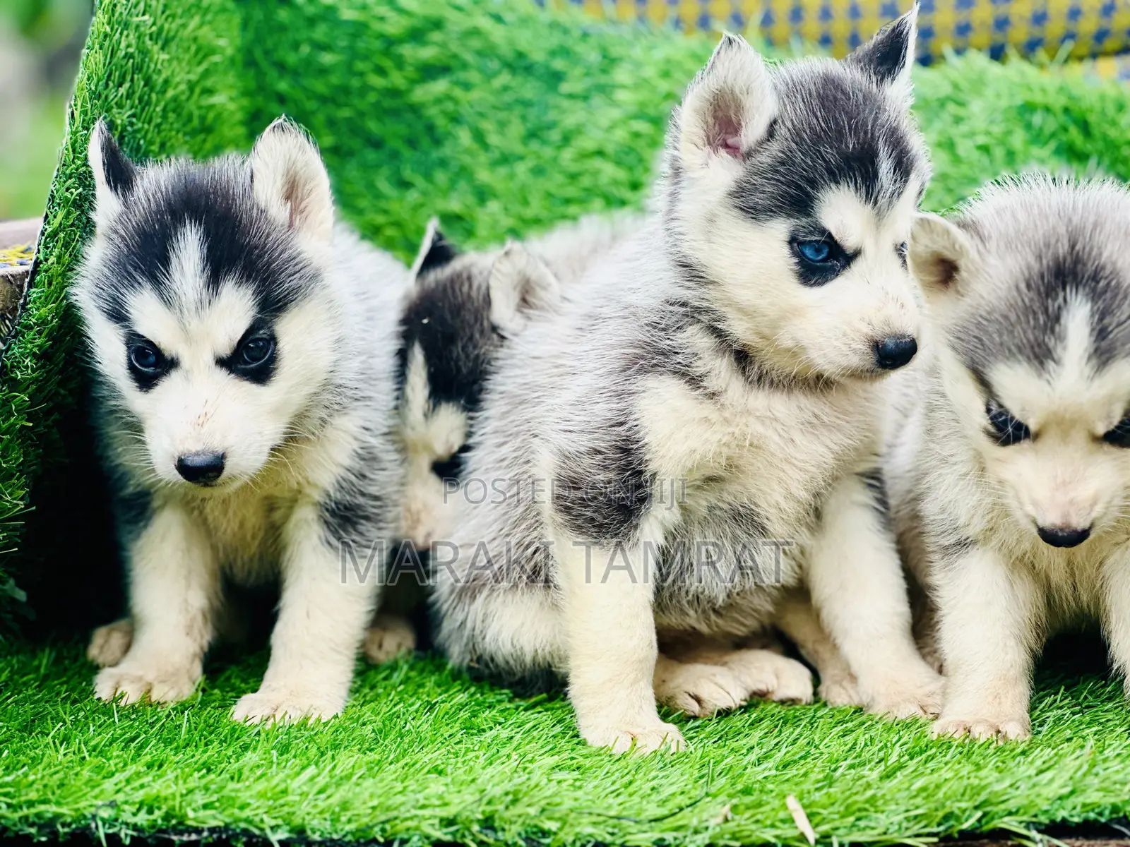 1-3 months Male Purebred Siberian Husky
