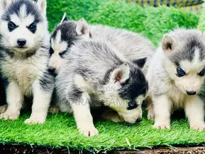 1-3 months Male Purebred Siberian Husky