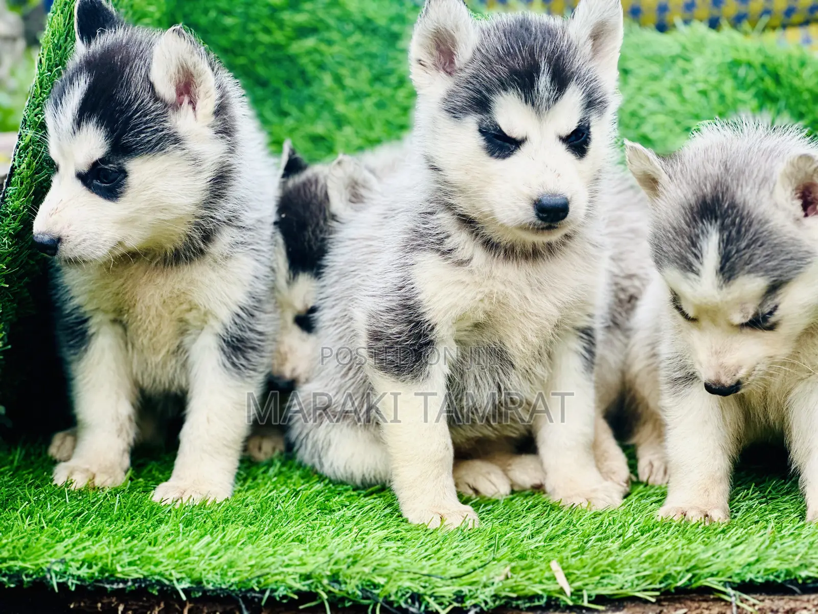 1-3 months Male Purebred Siberian Husky