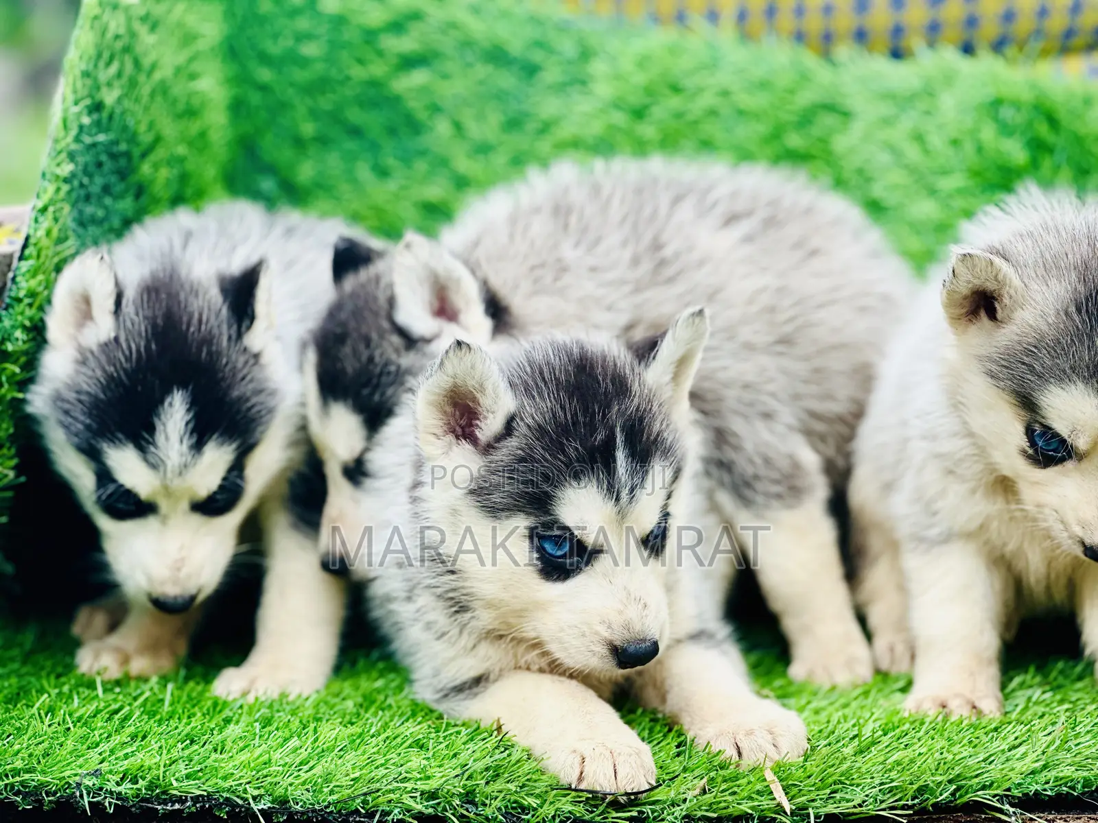 1-3 months Male Purebred Siberian Husky