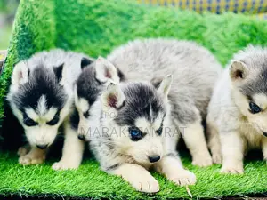 Photo - 1-3 months Male Purebred Siberian Husky
