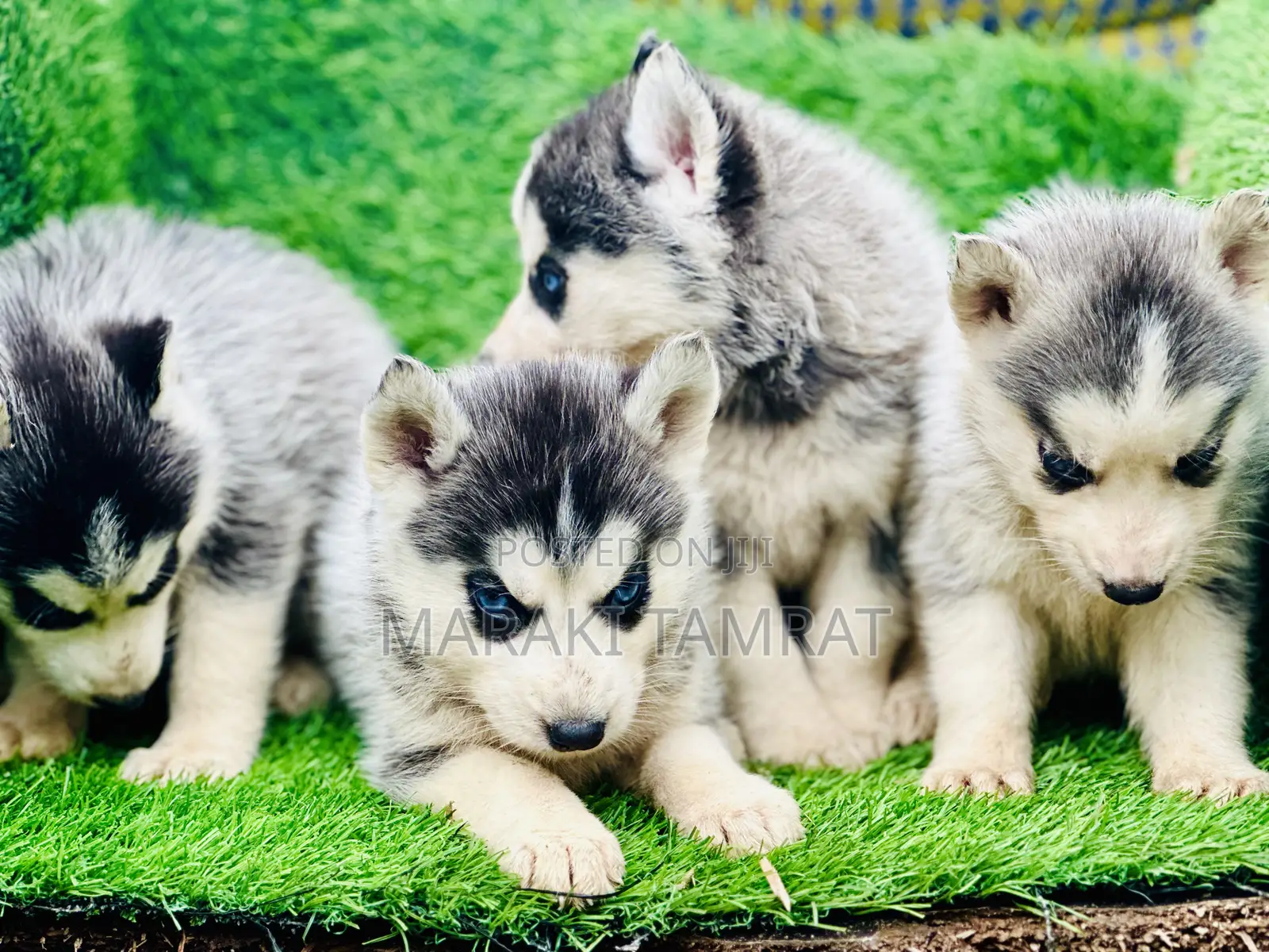 1-3 months Male Purebred Siberian Husky