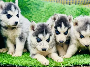 Photo - 1-3 months Male Purebred Siberian Husky
