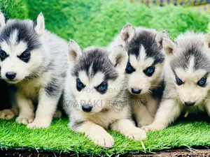 1-3 months Male Purebred Siberian Husky