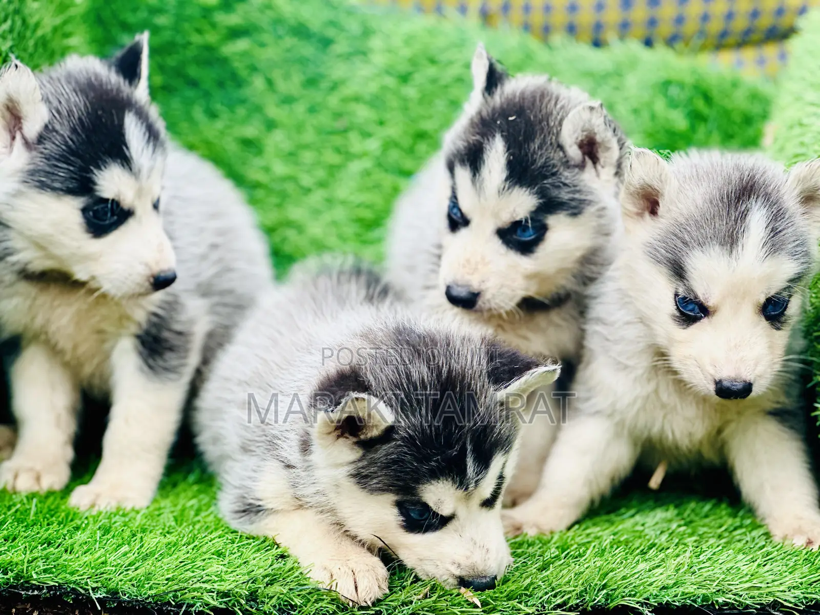 1-3 months Male Purebred Siberian Husky