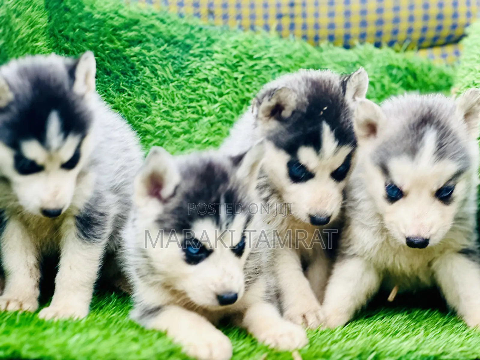 1-3 months Male Purebred Siberian Husky