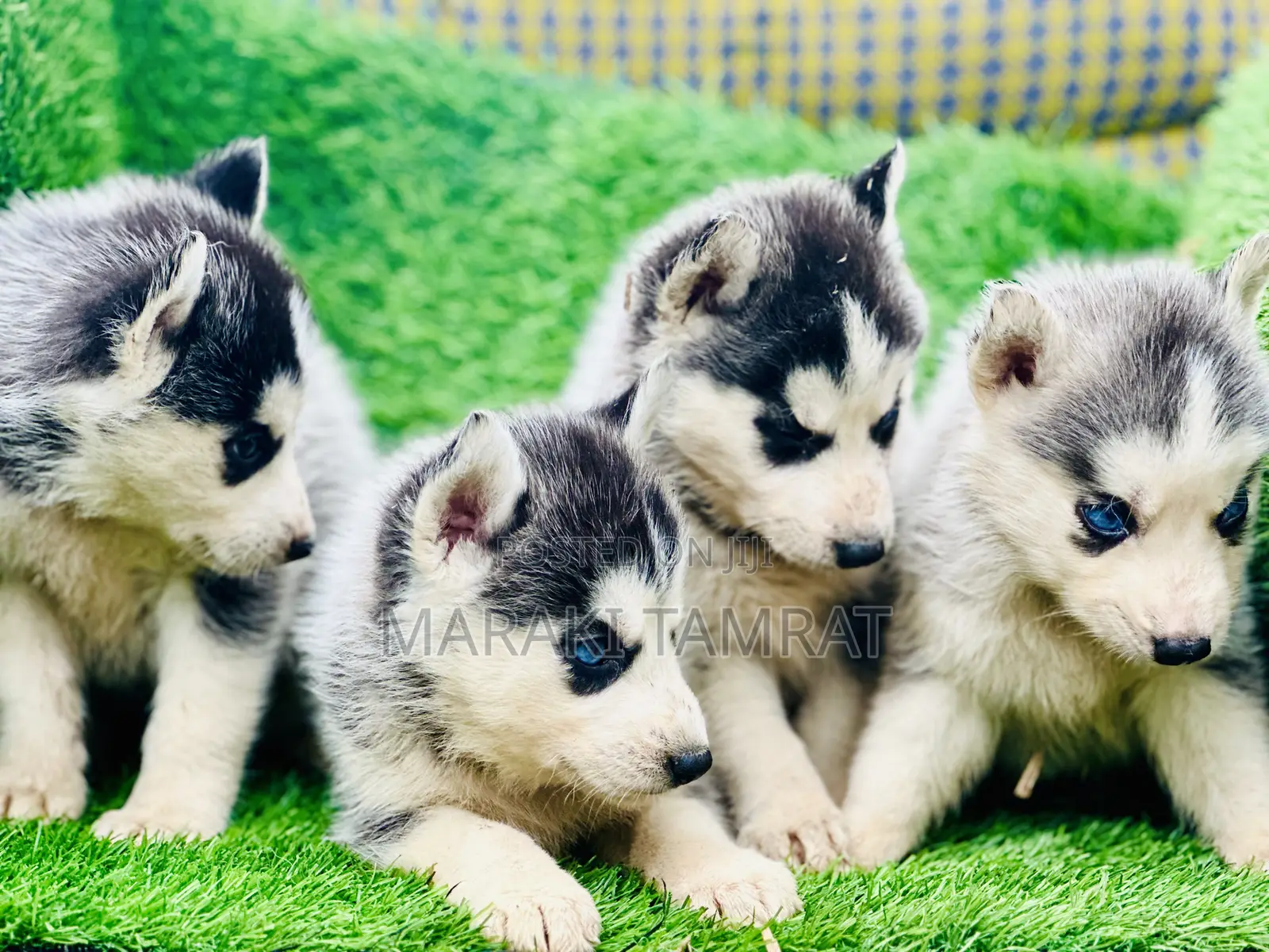 1-3 months Male Purebred Siberian Husky