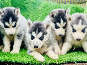 1-3 months Male Purebred Siberian Husky