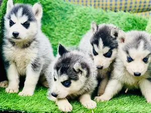 Photo - 1-3 months Male Purebred Siberian Husky