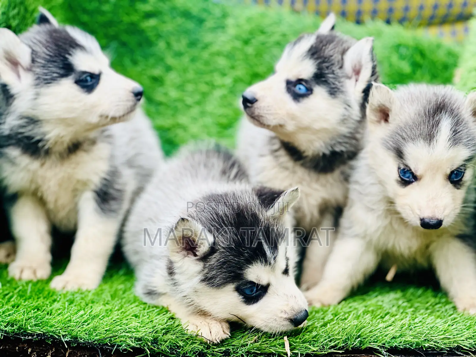 1-3 months Male Purebred Siberian Husky
