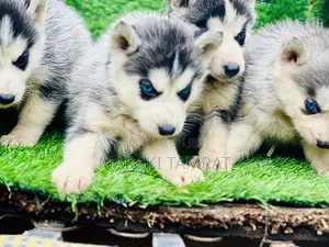 Photo - 1-3 months Male Purebred Siberian Husky