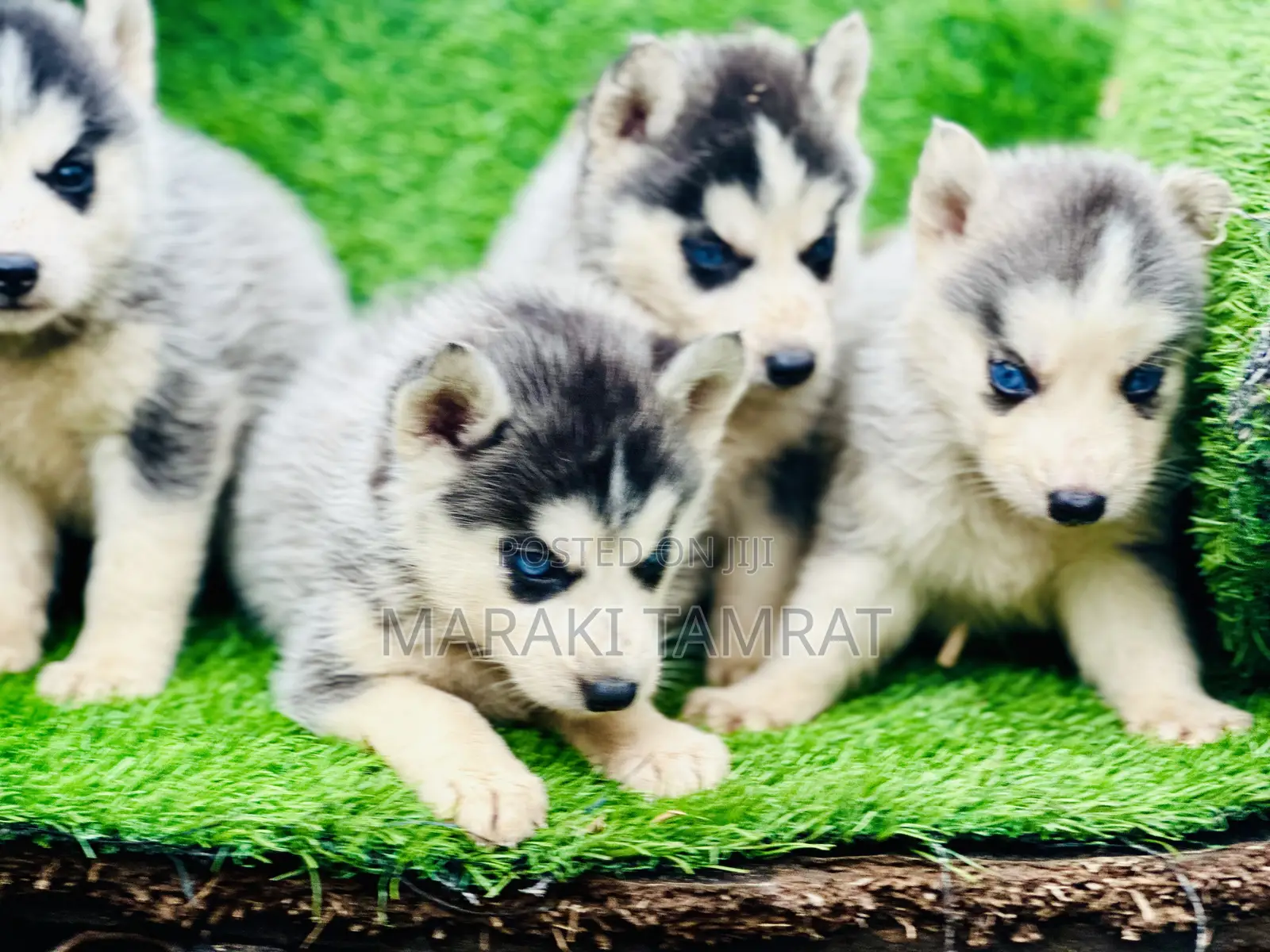 1-3 months Male Purebred Siberian Husky