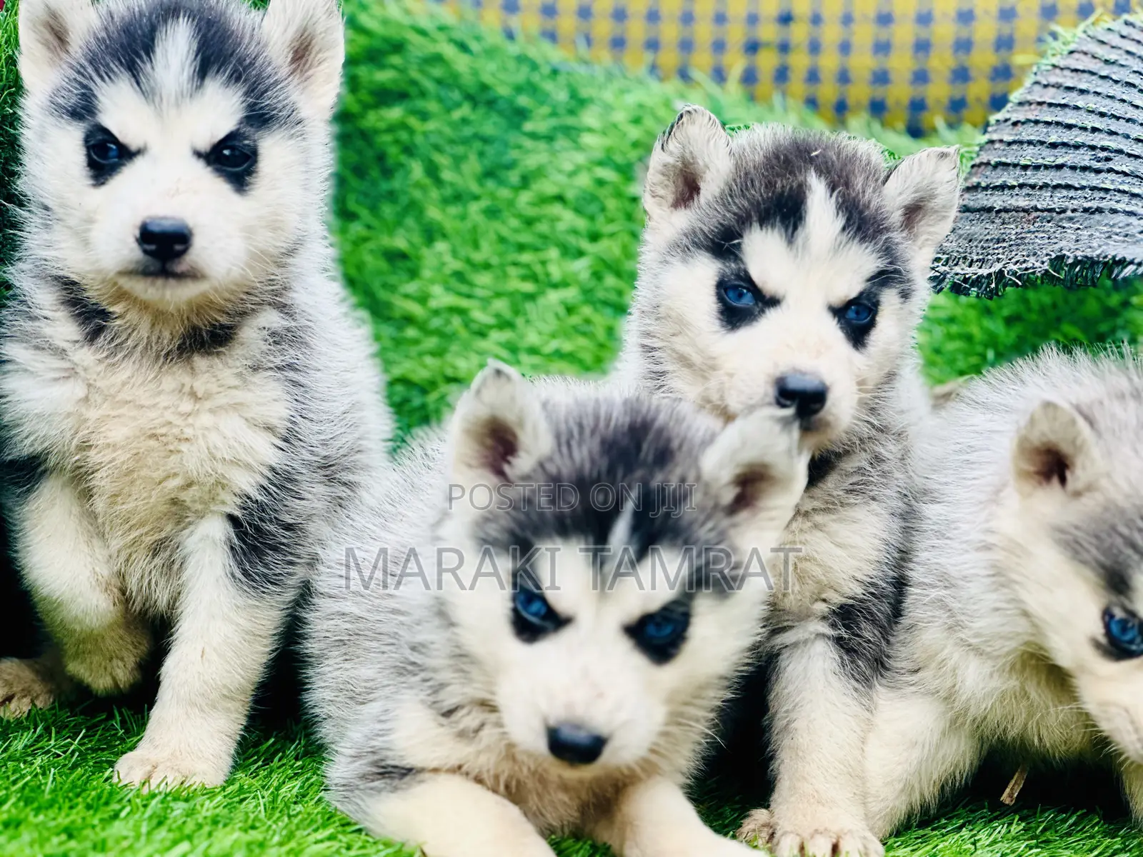 1-3 months Male Purebred Siberian Husky