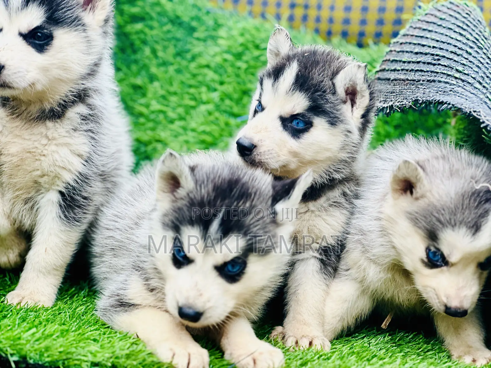 1-3 months Male Purebred Siberian Husky