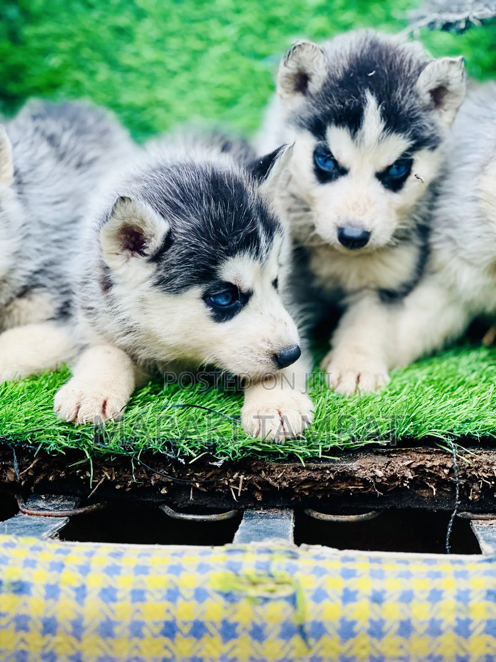 1-3 months Male Purebred Siberian Husky