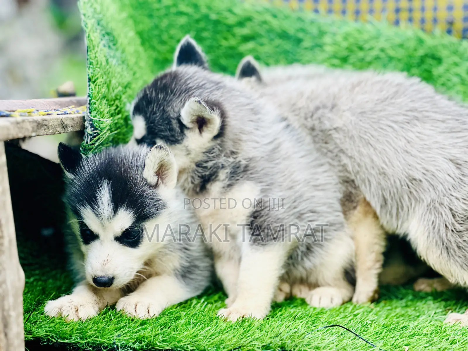 1-3 months Male Purebred Siberian Husky