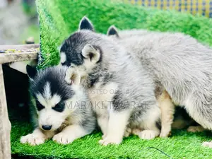 1-3 months Male Purebred Siberian Husky