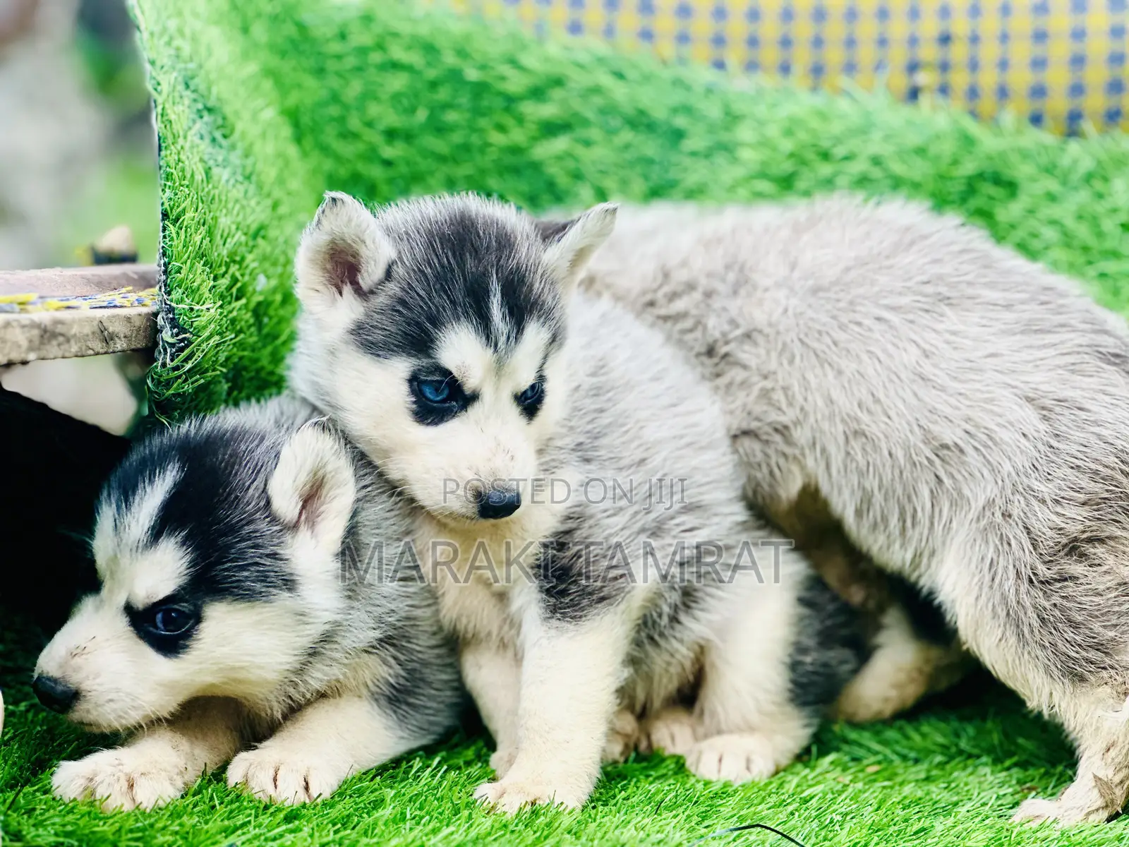 1-3 months Male Purebred Siberian Husky