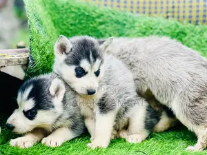 1-3 months Male Purebred Siberian Husky