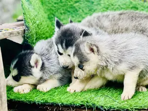 1-3 months Male Purebred Siberian Husky
