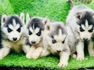 Photo - 1-3 months Male Purebred Siberian Husky