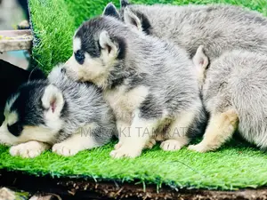 1-3 months Male Purebred Siberian Husky