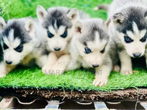 1-3 months Male Purebred Siberian Husky