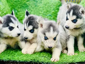 1-3 months Male Purebred Siberian Husky